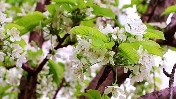 Hermosas Flores Blancas Brillantes Las Ramas Cerezo — Vídeos de Stock