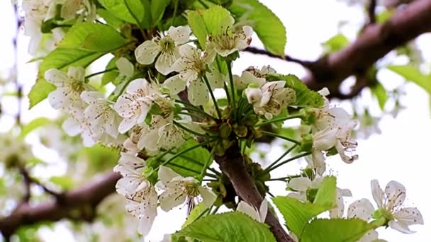 Belles Fleurs Blanches Brillantes Sur Les Branches Cerisier — Video