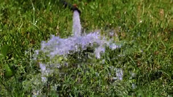 Fluxo Água Limpa Cercado Por Espuma — Vídeo de Stock