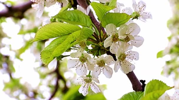 Blanc Belles Fleurs Printanières Sur Les Branches Pommier Arbre Jardin — Video