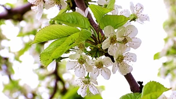 庭の木の枝に白い美しい春の花リンゴの木 — ストック動画