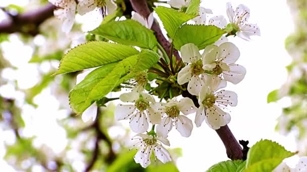 花园里苹果树枝条上的白色美丽的春花 — 图库视频影像