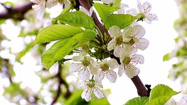 Blanco Hermosas Flores Primavera Las Ramas Árbol Jardín Manzano — Vídeos de Stock