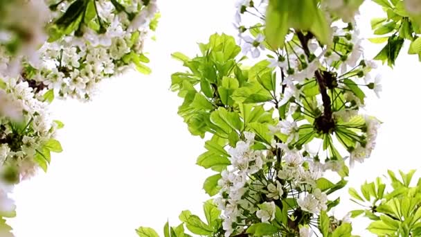 Blanc Belles Fleurs Printanières Sur Les Branches Pommier Arbre Jardin — Video