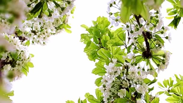 Άσπρα Όμορφα Ανοιξιάτικα Λουλούδια Στα Κλαδιά Μιας Μηλιάς — Αρχείο Βίντεο