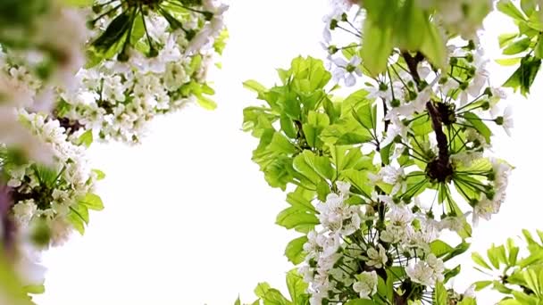 Blanco Hermosas Flores Primavera Las Ramas Árbol Jardín Manzano — Vídeo de stock