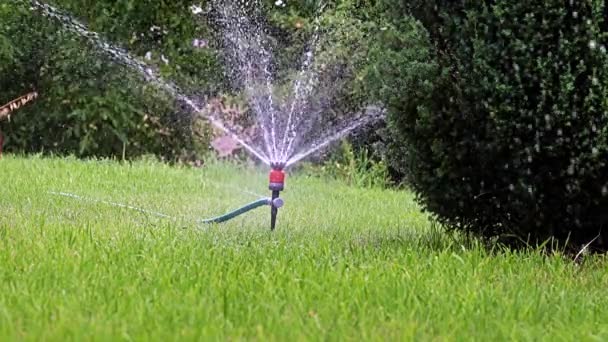 Irrigazione Del Giardino Con Uno Spruzzatore Plastica — Video Stock