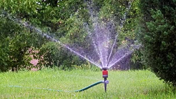 Watering Garden Area Plastic Sprayer — Stock Video