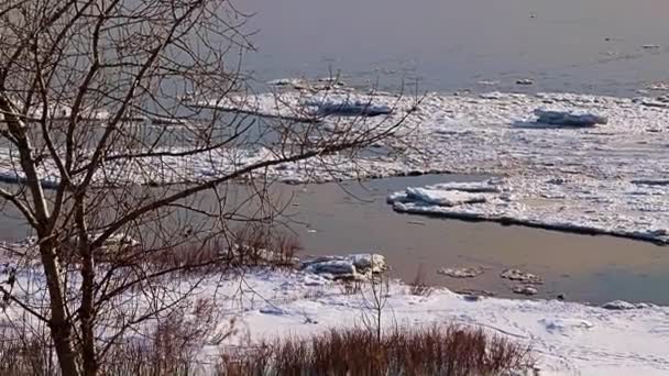 冬季森林 白雪覆盖的河流和芦苇 — 图库视频影像