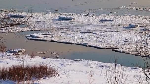 Bosque Invierno Con Río Cubierto Nieve Cañas — Vídeo de stock