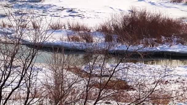 雪に覆われた川や葦のある冬の森 — ストック動画