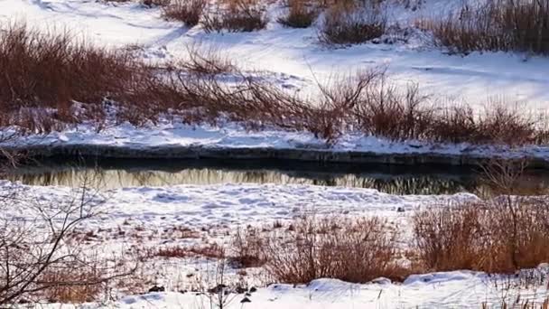 冬季森林 白雪覆盖的河流和芦苇 — 图库视频影像