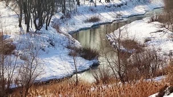 Χειμερινό Δάσος Χιονισμένο Ποτάμι Και Καλάμια — Αρχείο Βίντεο