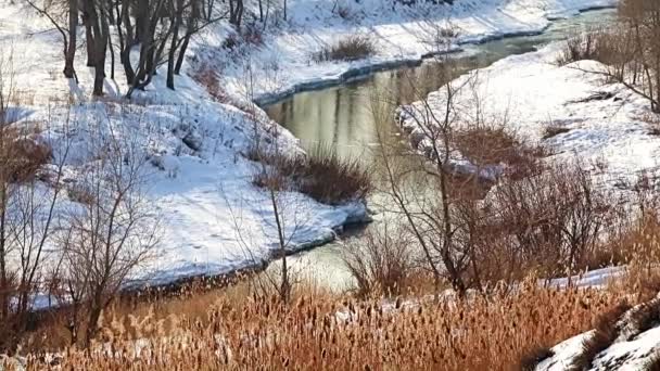 冬季森林 白雪覆盖的河流和芦苇 — 图库视频影像