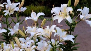 Güzel, taze bahçe çiçekleri park süsü olarak.