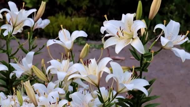 Mooie Frisse Tuin Lelie Bloemen Als Een Park Decoratie — Stockvideo