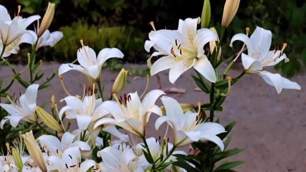 Красиві Свіжі Садові Квіти Лілії Прикраса Парку — стокове відео