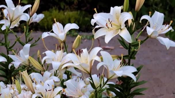 Mooie Frisse Tuin Lelie Bloemen Als Een Park Decoratie — Stockvideo