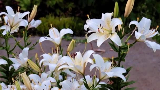 Hermosas Flores Lirio Jardín Fresco Como Decoración Del Parque — Vídeos de Stock