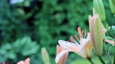 Güzel, taze bahçe çiçekleri park süsü olarak.