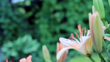 Güzel, taze bahçe çiçekleri park süsü olarak.