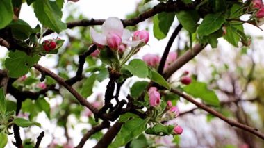 narin ve parlak bahar çiçekleri elma ağacı dallarında