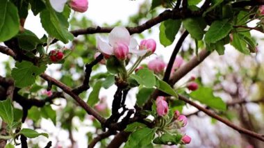 narin ve parlak bahar çiçekleri elma ağacı dallarında