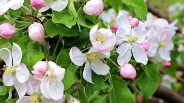 narin ve parlak bahar çiçekleri elma ağacı dallarında