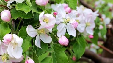 narin ve parlak bahar çiçekleri elma ağacı dallarında