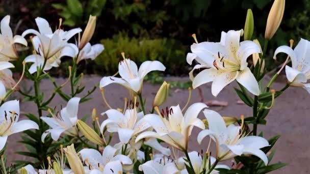 Hermosas Flores Lirio Jardín Fresco Como Decoración Del Parque — Vídeos de Stock