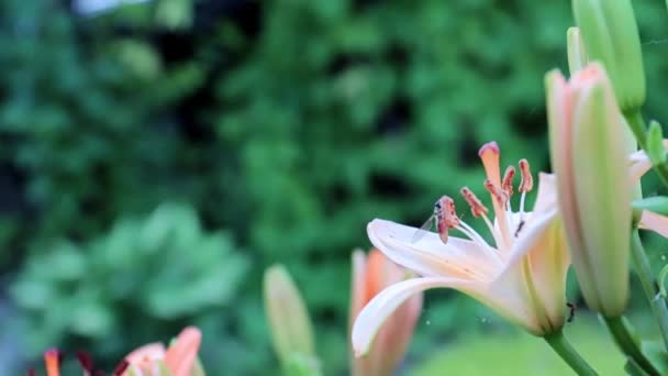 Belas Flores Frescas Lírio Jardim Como Uma Decoração Parque — Vídeo de Stock