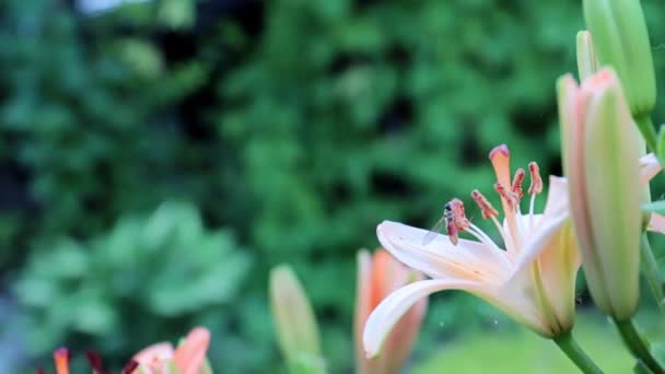 Όμορφα Φρέσκα Λουλούδια Κρίνο Κήπο Διακόσμηση Πάρκο — Αρχείο Βίντεο
