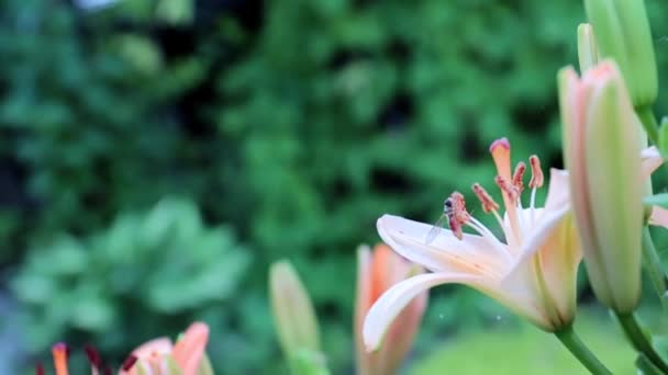 Vacker Fräsch Trädgård Lilja Blommor Som Park Dekoration — Stockvideo