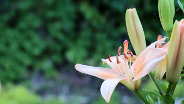 Schöne Frische Lilienblüten Als Parkdekoration — Stockvideo