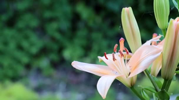 Hermosas Flores Lirio Jardín Fresco Como Decoración Del Parque — Vídeos de Stock