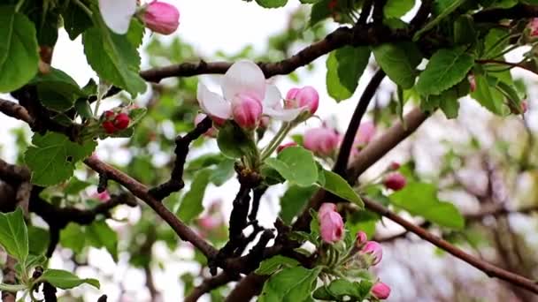 リンゴの木の枝に繊細で明るい春の花 — ストック動画