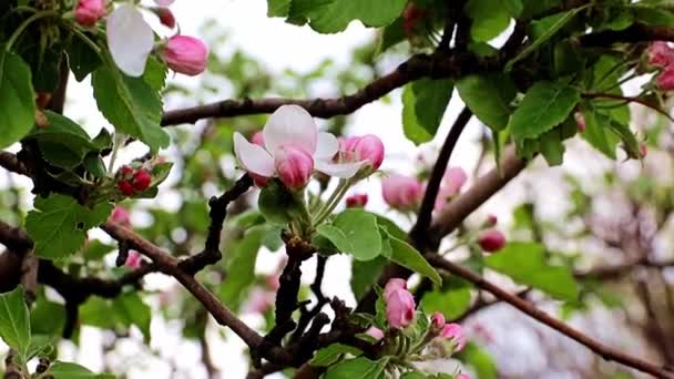 リンゴの木の枝に繊細で明るい春の花 — ストック動画