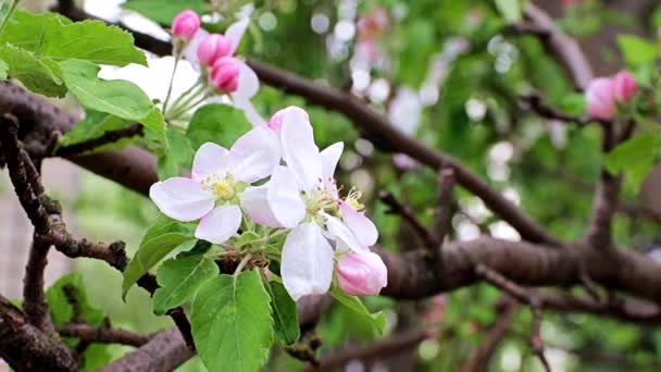 リンゴの木の枝に繊細で明るい春の花 — ストック動画