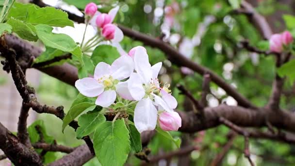 リンゴの木の枝に繊細で明るい春の花 — ストック動画