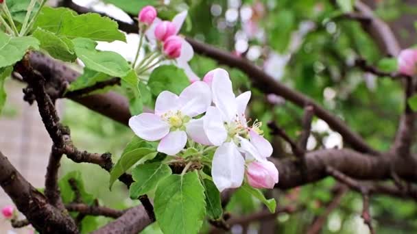 Delicadas Brilhantes Flores Primavera Ramos Macieira — Vídeo de Stock