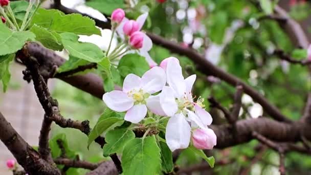 リンゴの木の枝に繊細で明るい春の花 — ストック動画