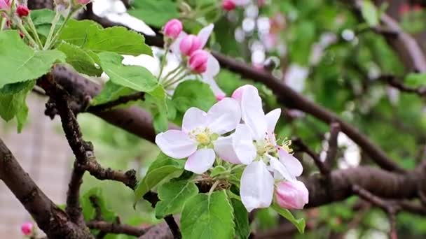 リンゴの木の枝に繊細で明るい春の花 — ストック動画