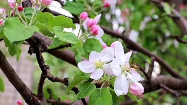 リンゴの木の枝に繊細で明るい春の花 — ストック動画