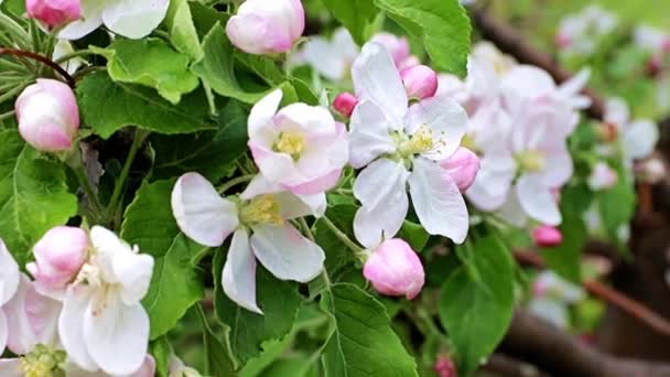 リンゴの木の枝に繊細で明るい春の花 — ストック動画