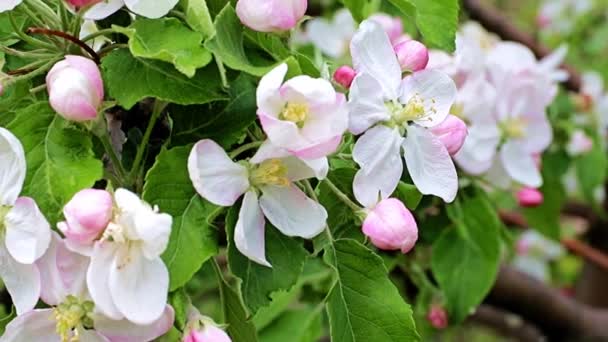 リンゴの木の枝に繊細で明るい春の花 — ストック動画