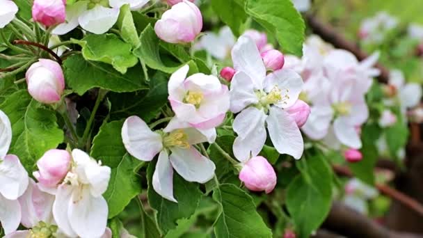 Zarte Und Helle Frühlingsblumen Auf Ästen Von Apfelbäumen — Stockvideo