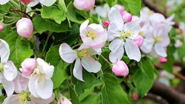 Flores Primavera Delicadas Brillantes Ramas Manzano — Vídeos de Stock