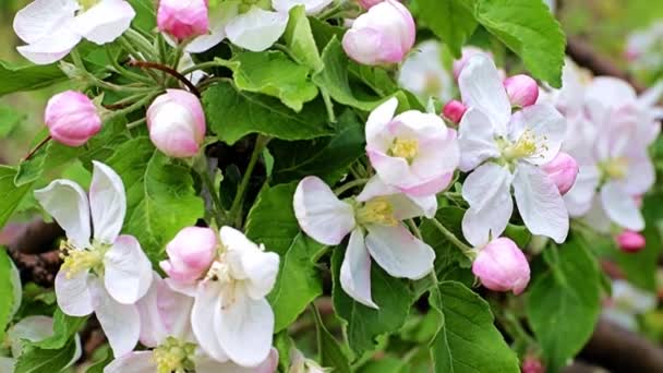 Ніжні Яскраві Весняні Квіти Гілках Яблуні — стокове відео