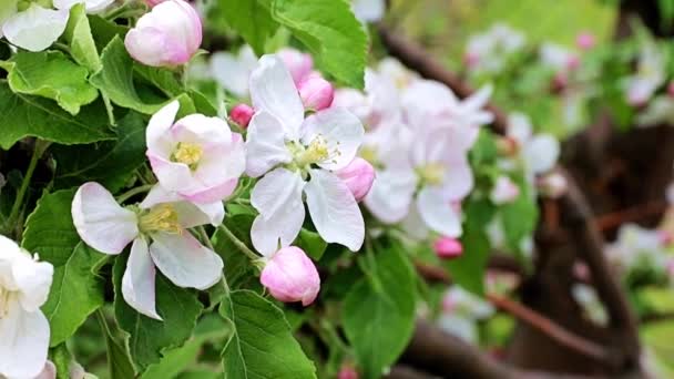 Delikatne Jasne Wiosenne Kwiaty Gałęziach Jabłoni — Wideo stockowe