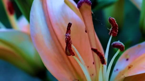 Bellissimo Fiore Giglio Giardino Come Decorazione Del Parco — Video Stock